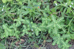 Phyllanthus amarus